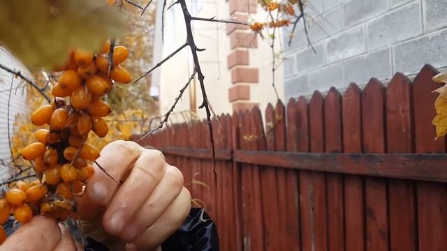 Как собрать сочную и колючую облепиху! смотреть онлайн