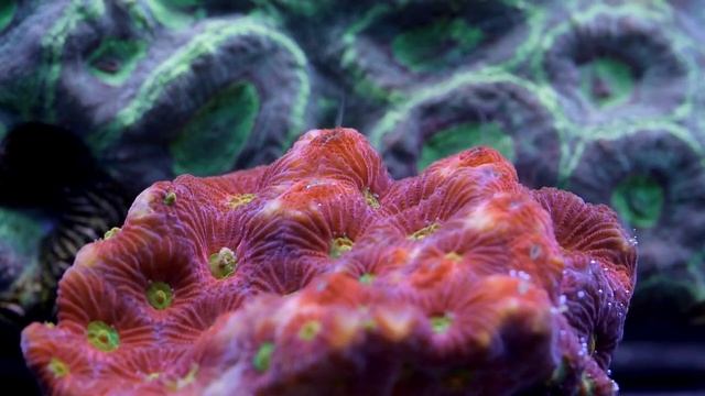 Морской Рифовый Аквариум - Мадрепоровые кораллы смотреть онлайн