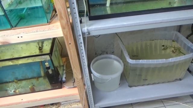 Рыбка Петушок - сделала свое дело. Чего ожидать от рыборазводни через 2 месяца? смотреть онлайн