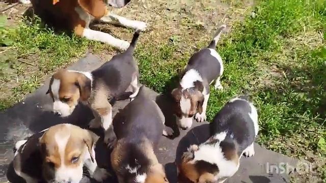 ЭСТОНСКИЕ ГОНЧИЕ?ЩЕНКИ смотреть онлайн