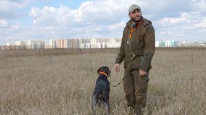 Натаска легавой по куропатке. (Охотничий Дневник №7)
