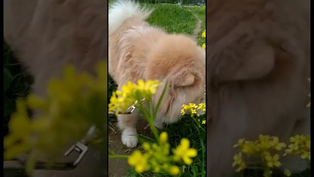 Чау-Чау компаньон🧘 смотреть онлайн