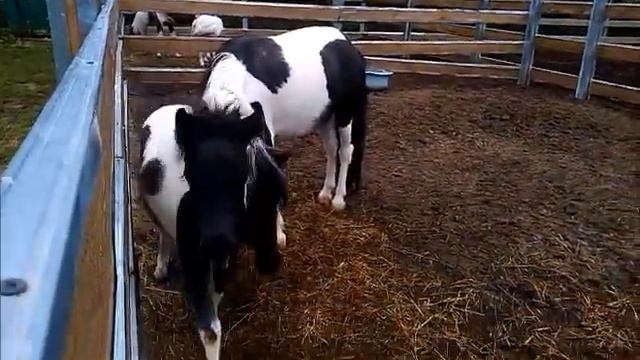 Продажа пони: шикарная пегая кобылка! смотреть онлайн