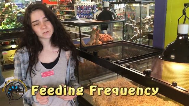 Ball Python Care with Danielle! смотреть онлайн