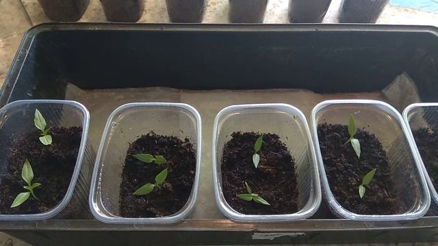 Как необычно использую впитывающие пеленки.Полезный совет огородникам. смотреть онлайн