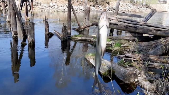 Рыбалка на реке Пышма 7 мая 2020 года. (Часть 2). смотреть онлайн