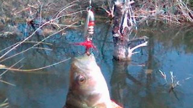 Как ловить щуку, окуня и судака в коряжнике? смотреть онлайн