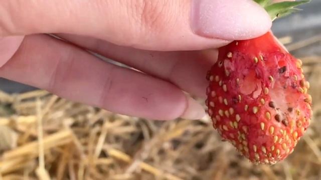 Вредители клубники/Клубника от Виктории смотреть онлайн