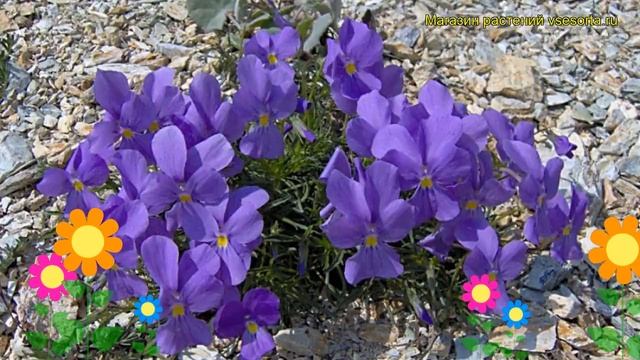 Виола. Краткий обзор: Виола описание характеристик, где купить Viola