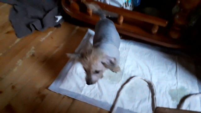 Щенок кхс смотреть онлайн