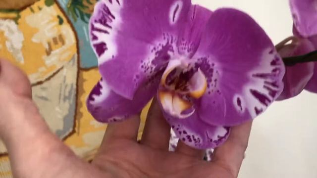 Суперские новинки орхидей! Но! Получила заказ с orchids.com - прислали одну, которую не заказывала смотреть онлайн