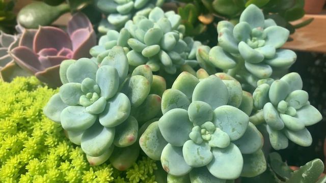 Sedum Clavatum смотреть онлайн