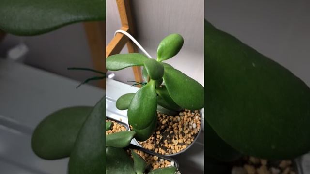 Крассула! Денежное дерево! Мои новинки? смотреть онлайн