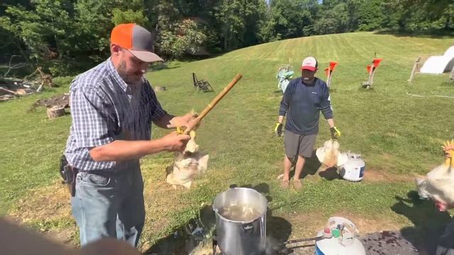 The graphic chicken processing video you asked for! смотреть онлайн