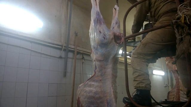 Пила Р3-ФРП2 (распил туши КРС)  Старая модификация пилы Р3-ФРП2.