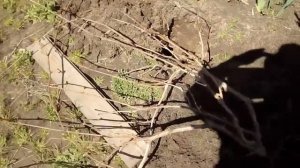 ПЕРЕСАДКА ВИНОГРАДА , куст 5 ЛЕТ.