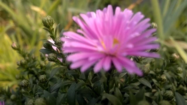 ПСИХОТЕРАПЕВТИЧЕСКИЙ РОЛИК ДЛЯ СНЯТИЯ НЕВРОЗА смотреть онлайн