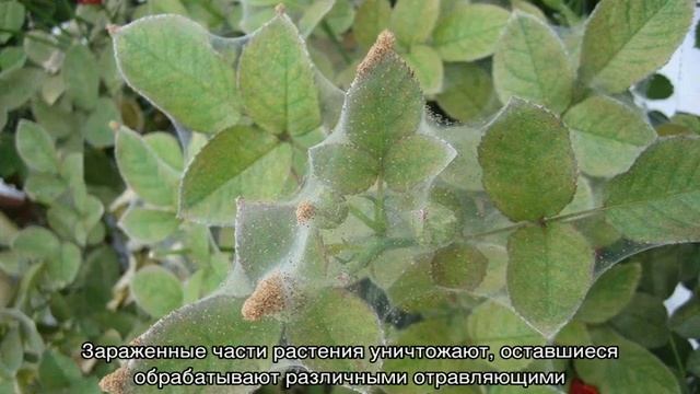 Листья у розы в дырочку — что делать с проблемой смотреть онлайн