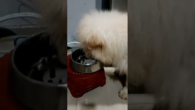 Winnerplus Pet Foods (Review) смотреть онлайн