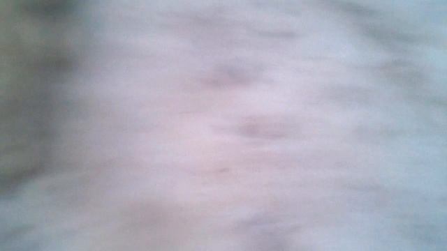 Умный Белый медведь. смотреть онлайн