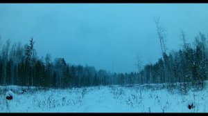 Охота на лося. Трофейный бык.