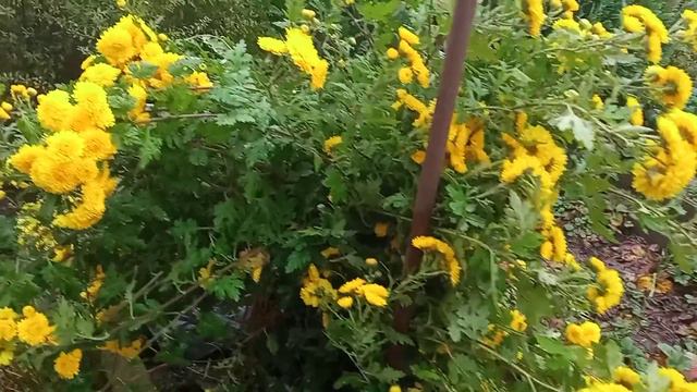 Хризантема - Моё солнышко в саду. смотреть онлайн