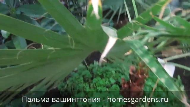 Большая пальма вашингтония смотреть онлайн