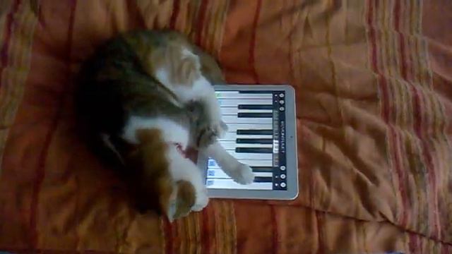 кошка и планшет смотреть онлайн