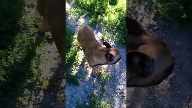 Французский бульдог. Красный красавец смотреть онлайн