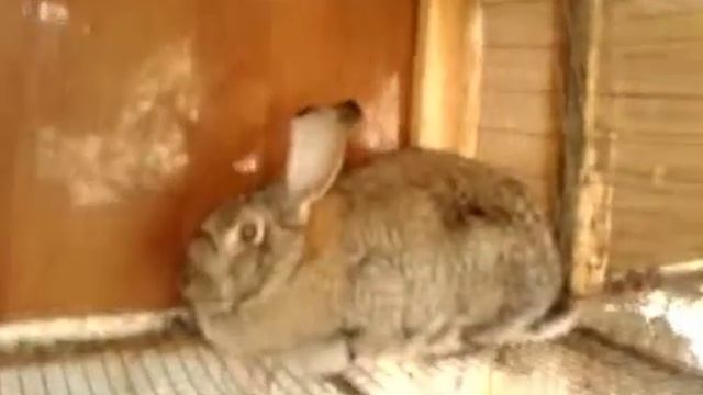 Сукрольность / беременность крольчихи и успешные роды / окролы кроликов. смотреть онлайн