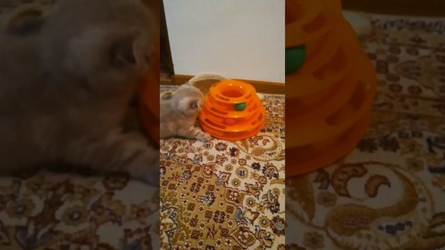 Котята от кошки Марты. смотреть онлайн