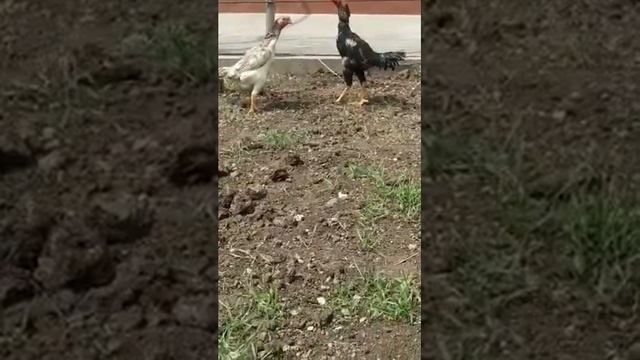 О Шамо Кура и петух кличка машина смотреть онлайн