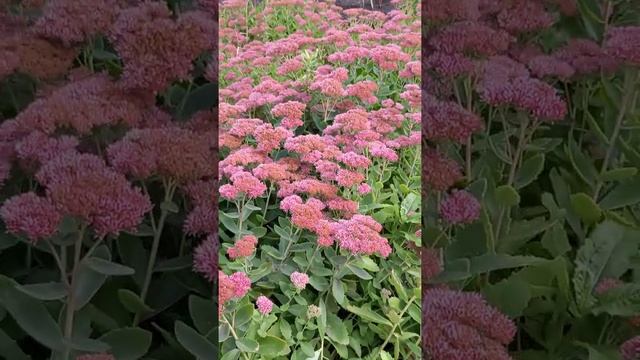 А Что это за Цветок??? смотреть онлайн