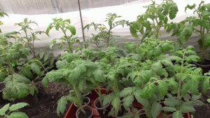 При каких температурах можно оставлять томаты на ночь в холодной теплице?