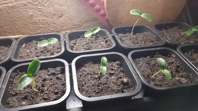 Рассада вытянулась. Спасаем огурцы