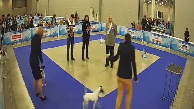 "Евразия 1 2017 год ring 12 гладкошерстные фокстерьеры" смотреть онлайн