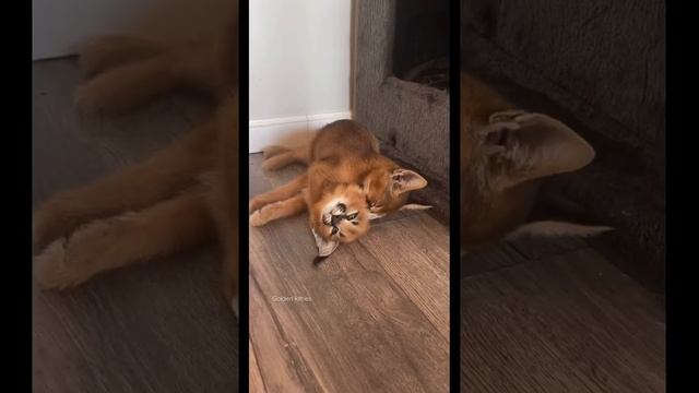 Отвечаю на вопрос:чем отличается каракал от Каракет. На видео Каракет ф1 и каракал#каракал#каракет смотреть онлайн