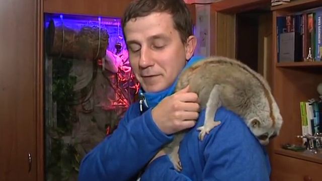 Лемур лори смотреть онлайн