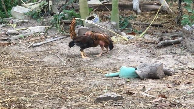 Chicken Battle last part(7) смотреть онлайн