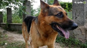 Немецкая овчарка - О породе - Как выбрать щенка Немецкой овчарки?