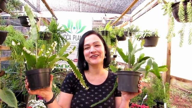 Cacto Serrote ou Lepismium - Conheça essa maravilha de suculenta pendente! смотреть онлайн