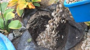 Тис ягодный посадка  и уход .Тисс ягодный (Taxus baccata)
