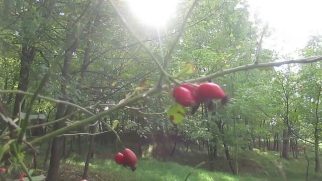 Из песен царя Давида. Псалом 17 смотреть онлайн