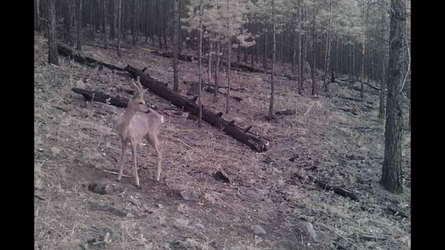 ОДИНОКИЙ САМЕЦ СИБИРСКОЙ КОСУЛИ смотреть онлайн