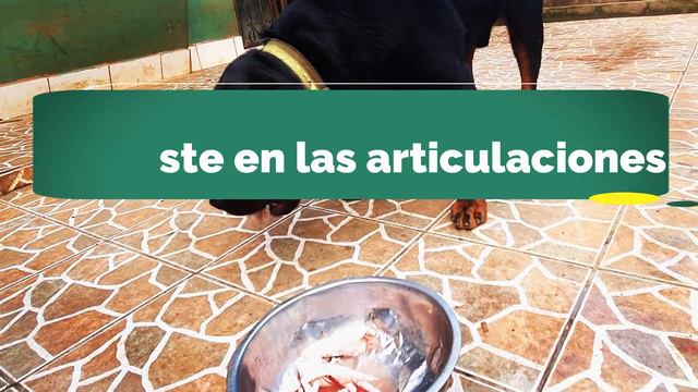 PATAS de POLLO [Beneficios para Perros] 🐓 смотреть онлайн