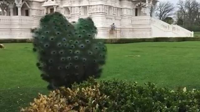 Самай красивый павлин смотреть онлайн