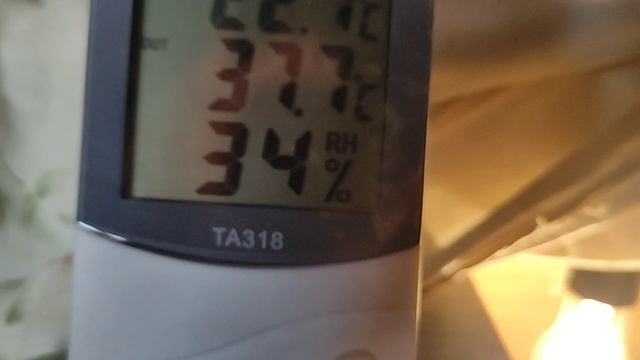 ИНКУБАТОР ИЛИ КОРОБКА??? смотреть онлайн