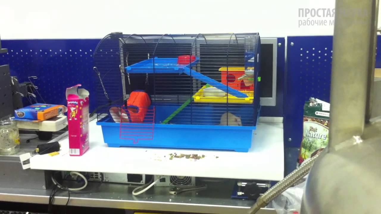 КРЫСА-ВОРОВКА - из рубрики "Юный Натуралист" смотреть онлайн