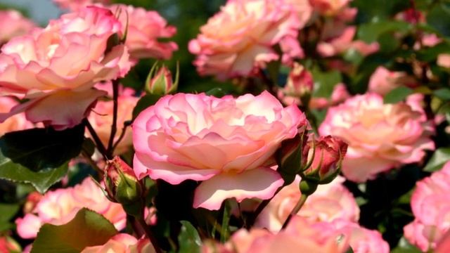 Магнит Любви. Практика по гармонизации пространства. смотреть онлайн