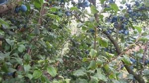 №44 тернослив сбор тёрн тернивка